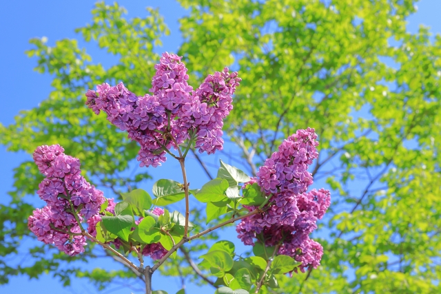 札幌市で障害年金のご相談のある方は、札幌ライラツク社会保険労務士事務所へ！