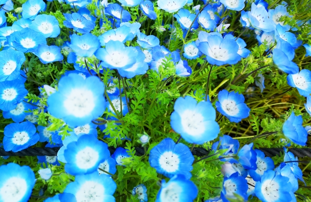 障害年金の審査請求　社会保険審査官の解釈に異議申す！