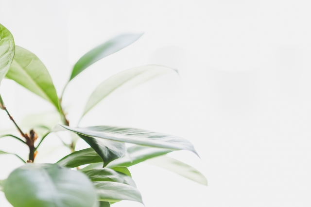 実は多い　障害年金の更新の相談