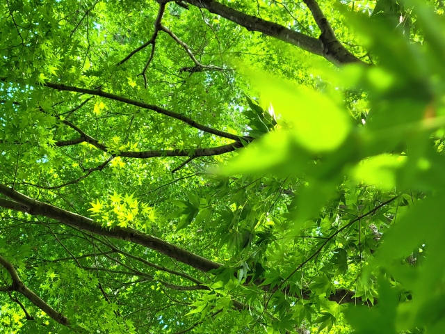 強迫性障害など神経症圏の傷病で精神の障害年金は受給できるのか？