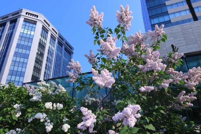 夫婦で障害年金受給者　加給年金を両方受け取ることはできるのか？