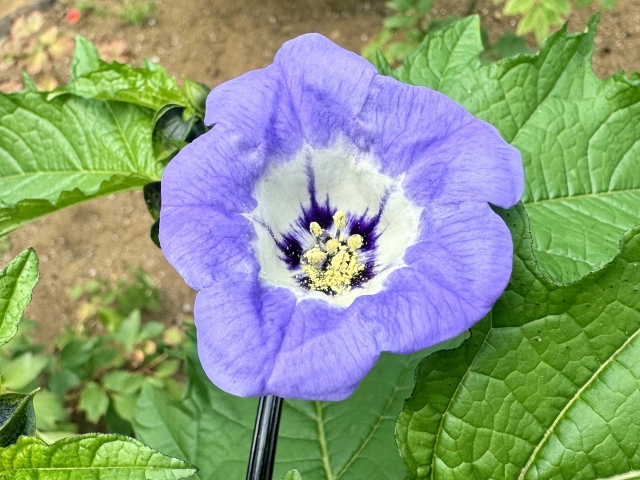 化学物質過敏症で障害基礎年金の受給はできるのか？