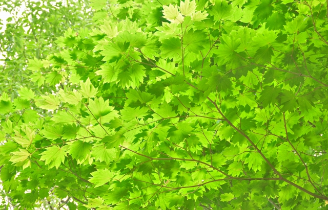 リべド血管炎で障害基礎年金の受給はむずかしい？