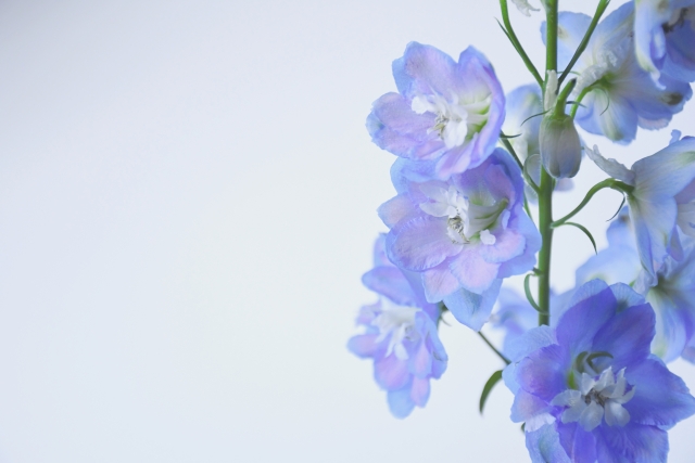 演歌歌手・八代亜紀さん　シェーグレン症候群だった