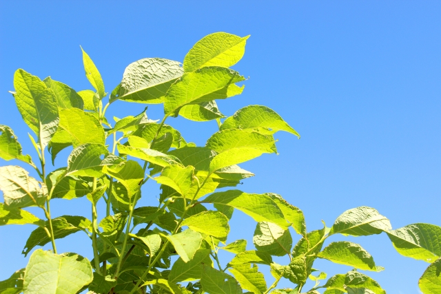 内縁の妻　障害厚生年金の加給年金の対象になるのか？
